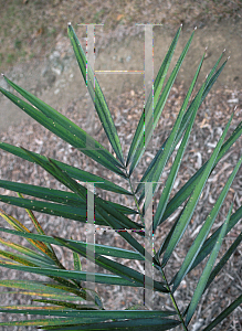 Picture of Phoenix dactylifera 