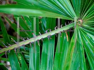 Picture of Livistona rotundifolia 