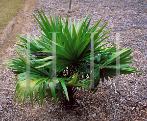 Picture of Livistona rotundifolia 