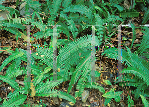 Picture of Nephrolepis exaltata 'Kimberly Queen'