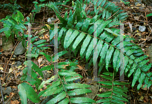 Picture of Nephrolepis laurifolia 