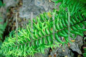 Picture of Nephrolepis biserrata 'Furcans'