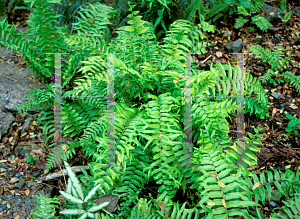 Picture of Nephrolepis biserrata 'Furcans'