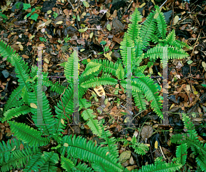 Picture of Nephrolepis exaltata 'Dallas'