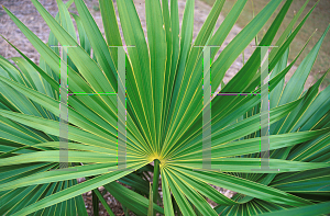 Picture of Thrinax radiata 