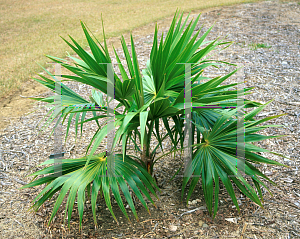 Picture of Thrinax radiata 