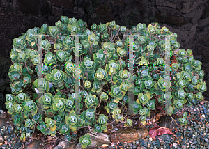 Picture of Kalanchoe millottii 