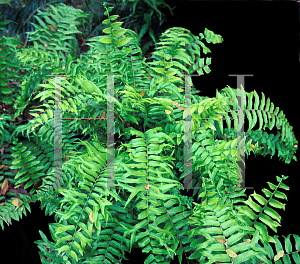 Picture of Nephrolepis biserrata 'Furcans'