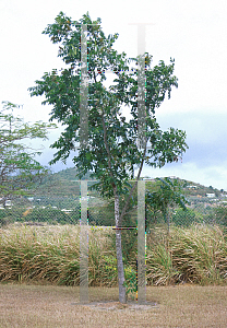 Picture of Swietenia macrophylla 