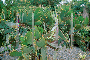 Picture of Opuntia moniliformis 