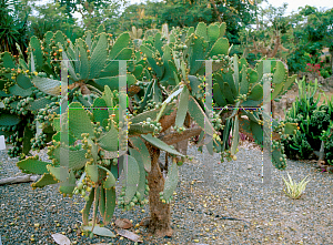 Picture of Opuntia moniliformis 