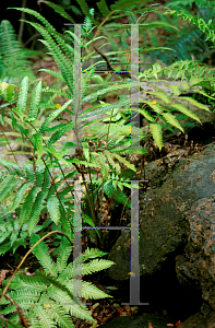 Picture of Amauropelta tetragona 