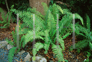 Picture of Nephrolepis exaltata 'Portor's Rossevelt'