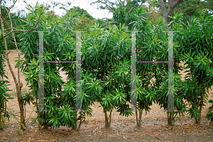 Picture of Dracaena reflexa 