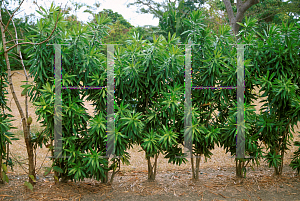 Picture of Dracaena reflexa 