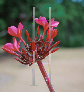 Picture of Plumeria spp. 