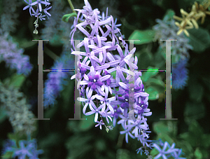 Picture of Petrea volubilis 