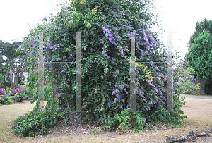 Picture of Petrea volubilis 