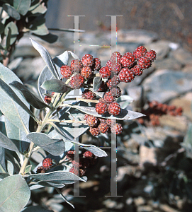 Picture of Conocarpus erectus var. sericeus 