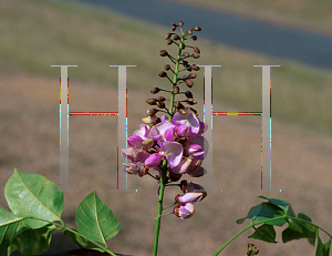 Picture of Pongamia pinnata 