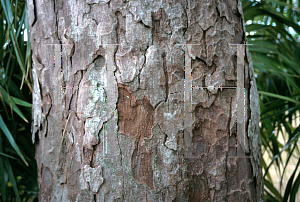 Picture of Mastichodendron foetidissimum 