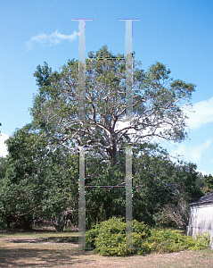 Picture of Mastichodendron foetidissimum 