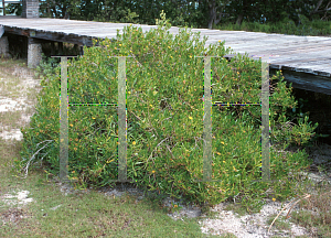 Picture of Borrichia arborescens 