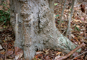 Picture of Krugiodendron ferreum 