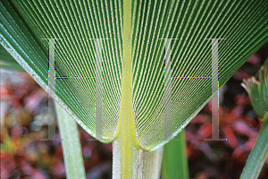 Picture of Pritchardia pacifica 