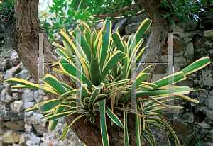 Picture of Aechmea nudicaulis 'Alba'