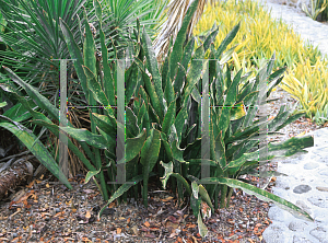 Picture of Sansevieria kirkii 'Pulchra'