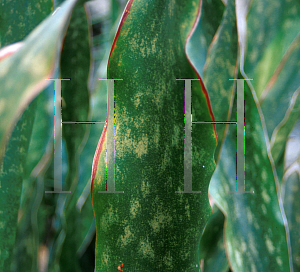 Picture of Sansevieria kirkii 'Pulchra'