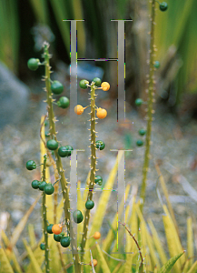 Picture of Sansevieria zeylanica 