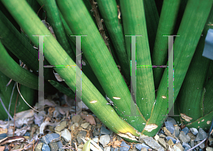 Picture of Sansevieria cylindrica 'Patula'