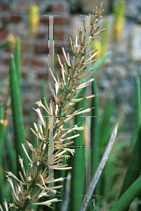 Picture of Sansevieria cylindrica 'Patula'