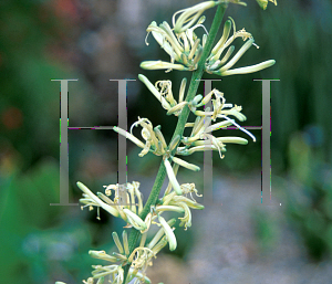 Picture of Sansevieria trifasciata 'Bantel's Sensation'