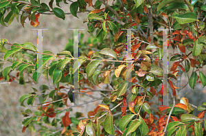 Picture of Cordia nitida 