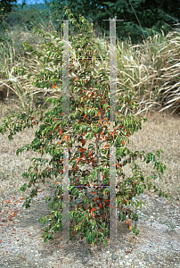 Picture of Cordia nitida 