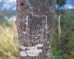 Picture of Swietenia macrophylla 