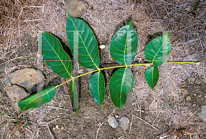 Picture of Swietenia macrophylla 