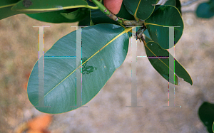 Picture of Calophyllum calaba 