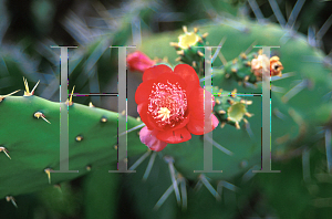 Picture of Opuntia  