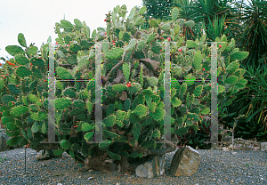 Picture of Opuntia  