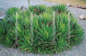 Picture of Agave franzosinii 