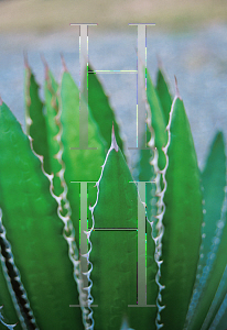 Picture of Agave franzosinii 