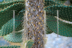 Picture of Opuntia spinosissima 