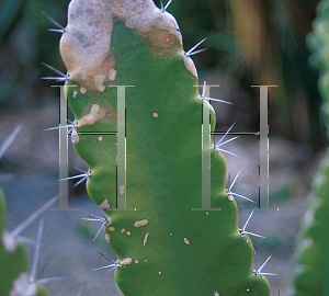 Picture of Acanthocereus undulosus 