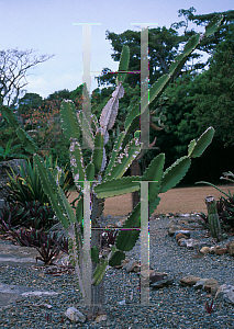 Picture of Acanthocereus undulosus 