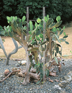 Picture of Opuntia bahamana 