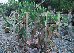 Picture of Opuntia bahamana 